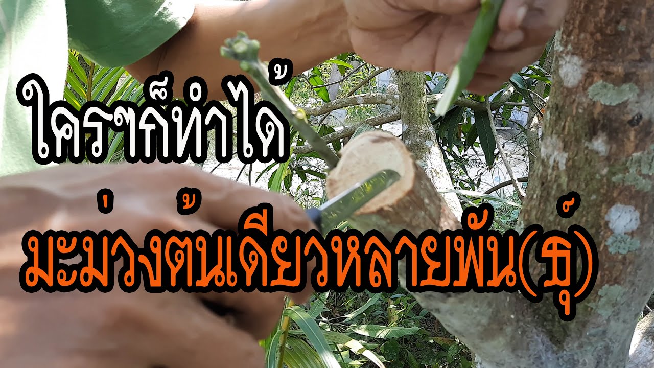 ใครๆก็ทำได้ มะม่วงต้นเดียวหลายพัน(ธุ์ ) share EP.1