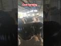 cow farm#milking#short#mini vlog 🙏🙏🙏🙏