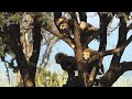 Cheetah mom hides cubs on a tree to save from 5 cheetah band of brothers  the way of  the cheetah