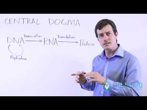 Video: Care sunt cele 3 părți ale dogmei centrale?