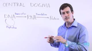 Central Dogma: DNA to RNA to Protein