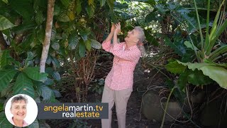 46 Masons Road  Kuranda Qld 4881 Angela Martin Real Estate