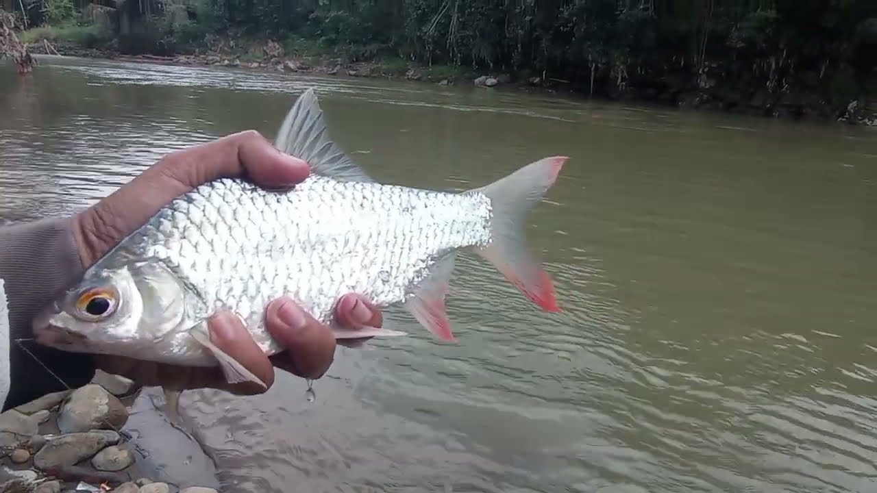SPOT BARU INI TERNYATA SARANGNYA MAMAH TAWES SIRIP MERAH ‼️