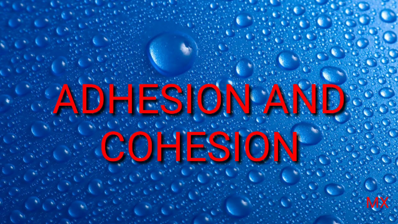 coherence vs cohesion coherence vs cohesion