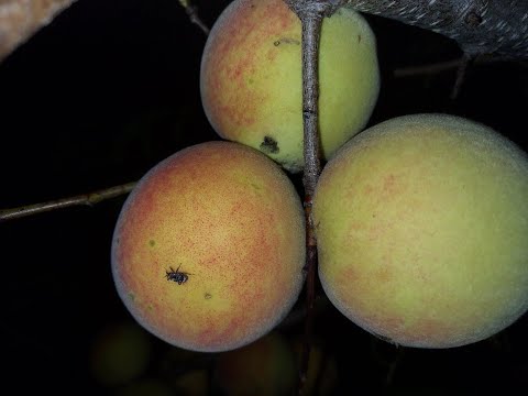 Video: Plum Curculio Control: Kho Plum Curculio Ntawm Ntoo