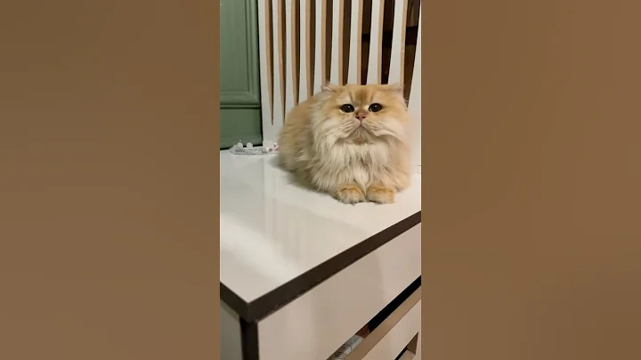 Video 9885161: golden british longhair, british longhair male, meet british, royal beauty, rare cat, cat love