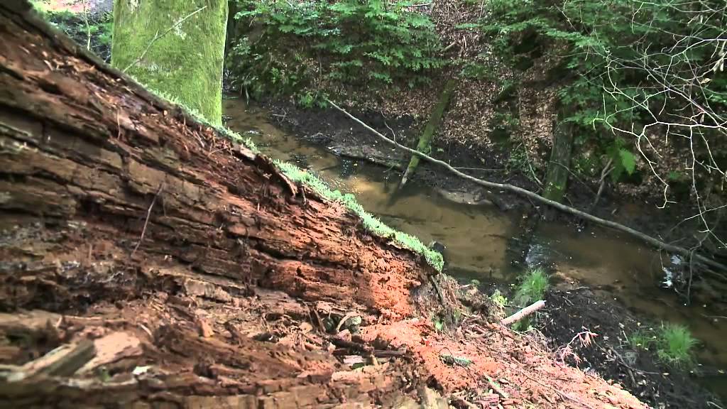 Lasy Dolnego Śląska - Nadleśnictwo Oleśnica Śląska