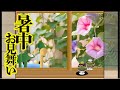 【暑中見舞い動画】 2025 朝顔の和風のカード