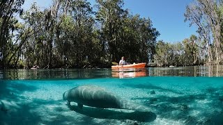 See the full article:
http://www.tripstodiscover.com/10-springs-in-florida-for-the-nature-lover-to-visit/