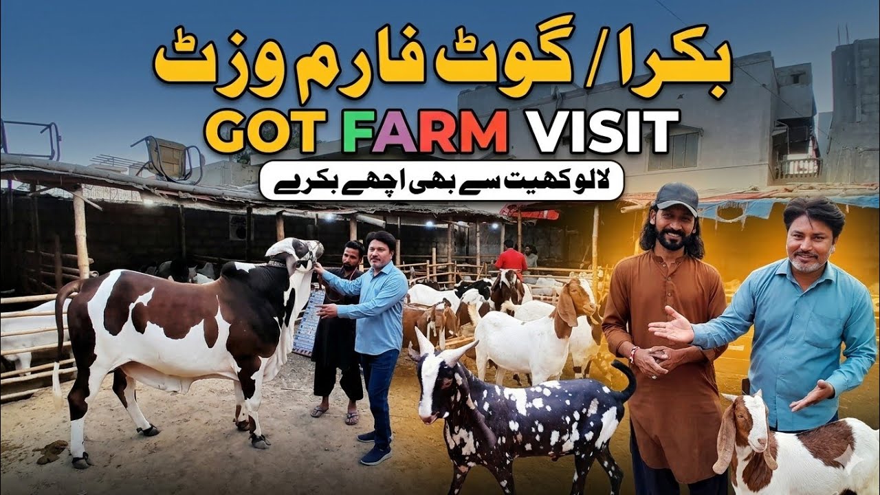 Lalukhet se Bhi Ache Bakre ? | Pakistan's Biggest Bakra Farm 2026 - YouTube