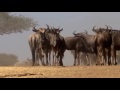 LA PELIGROSA MIGRACION ANIMAL   Africa Salvaje   DOCUMENTAL DE LEONES   Animales salvajes