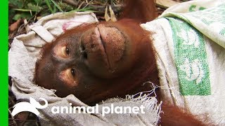 Two Orangutan Outcasts Compete For Food Sacks | Orangutan Island