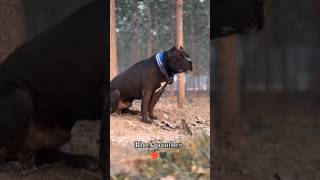 Pitbull Dog Black Black Panther