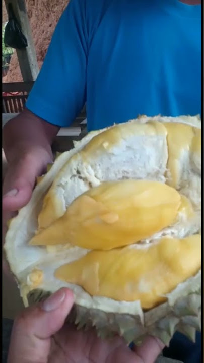 Durian lokal dagingnya legit #storywa shorts