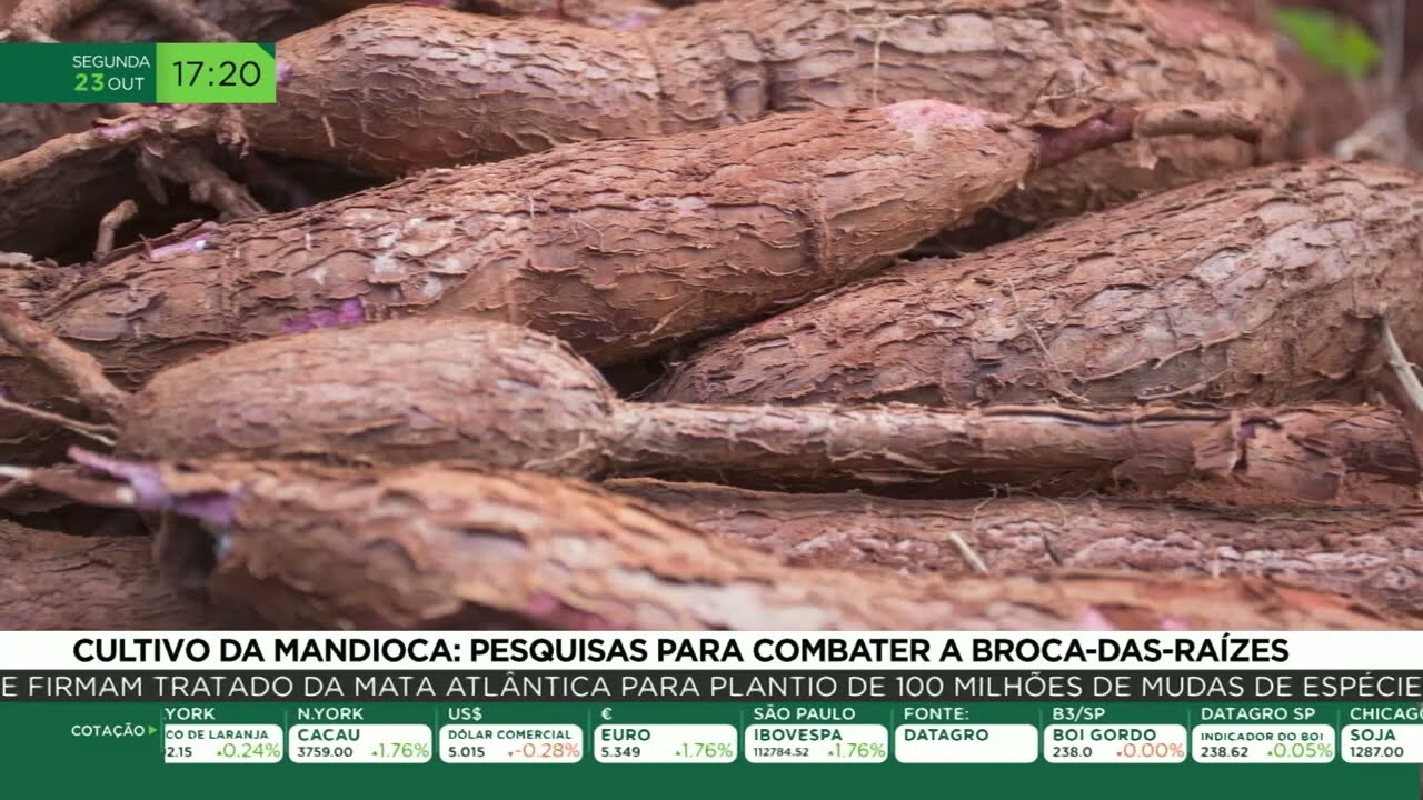 Cultivo da mandioca: pesquisas para combater a broca-das-raízes