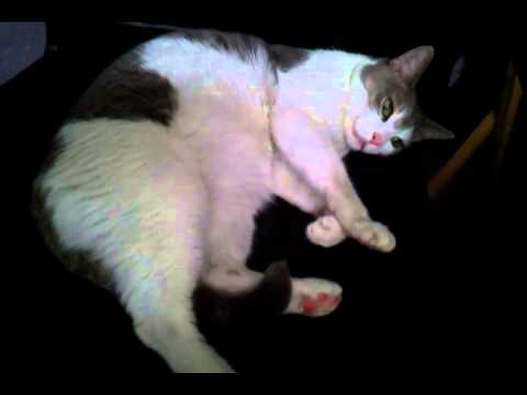 Quint-chair.mp4