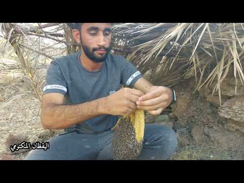 قص خلية نحل عماني أبو طويق و إرجاعها لمكانها موسم السمر 2022