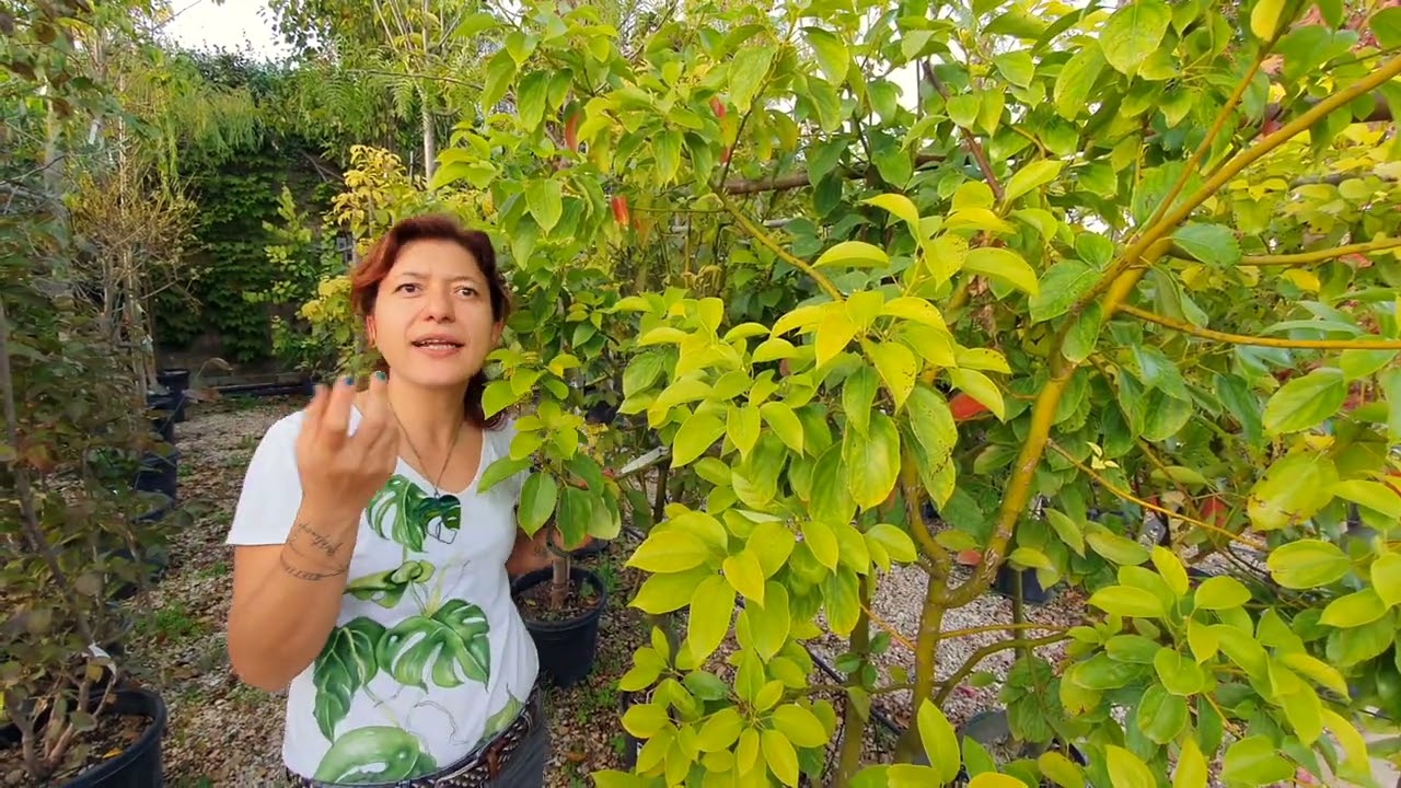La stupefacente crescita dell'albero della canfora
