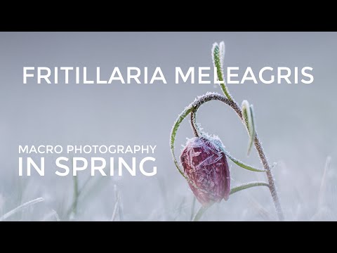 Photographing Spring Flowers in Slovenia