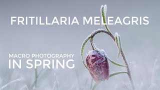 Photographing Spring Flowers in Slovenia Vlog Nr 5! This time I am sharing my favourite location for photographing Fritillaries - one of the most amazing flowers that come out in early spring. 

There are numerous names they go by, snake's head fritillary, snake's head, chess flower, frog-cup, guinea-hen flower, guinea flower, leper lily, Lazarus bell, chequered lily, chequered daffodil, drooping tulip or, simply fritillary.

In Slovenia we call them močvirski tulipan or logarica.

Check out my blog post with my best photos of these delicate flowers:
https://lukaesenko.com/fritillaries-in-spring-photos-macro-photography-tips

I also share some simple macro photography field tips. I like to keep it simple and focus on the creative aspect of photography.

This vlog was recorded in mid March at Ljubljana Marshes (Ljubljansko barje) near Ig. 

Thank you for watching and hope to see you next time!