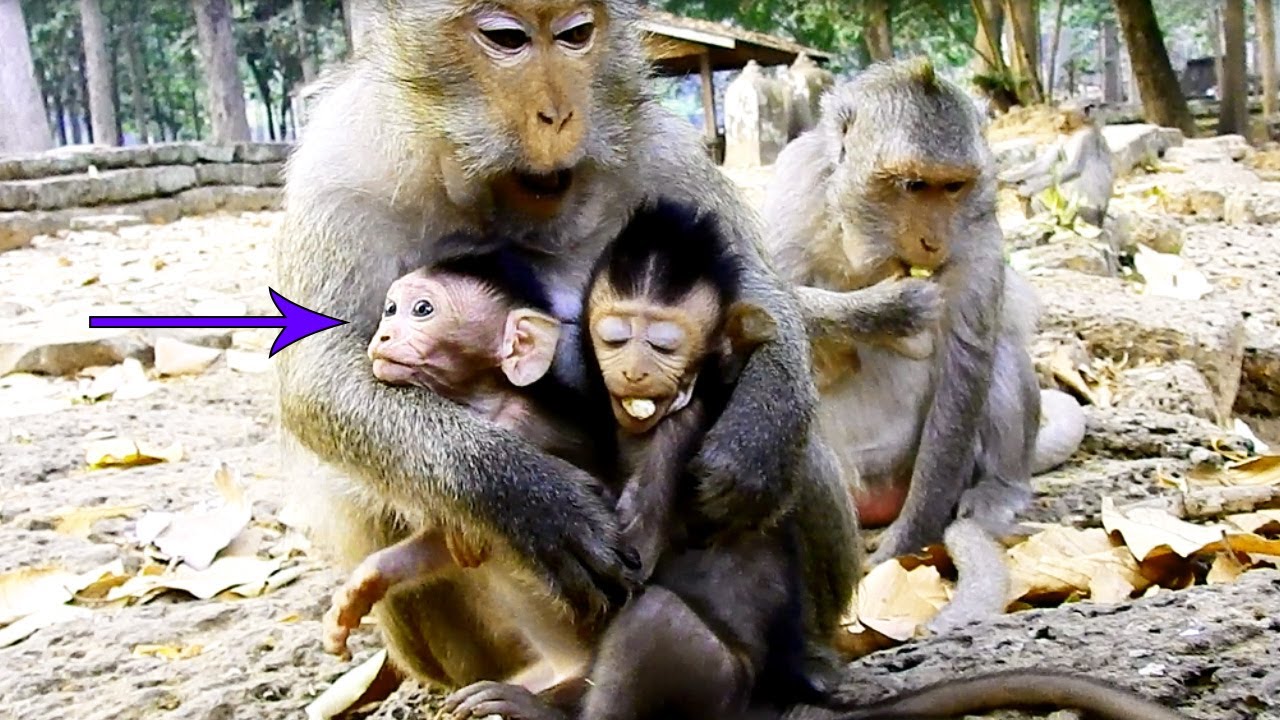 Look Like The Twin,Mom Diamond Hugging Both Baby Monkeys,Dustin Making Surprising & Strange Face