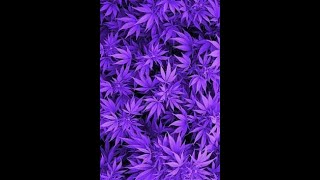 Contagious Mc Frustrated Net Worth