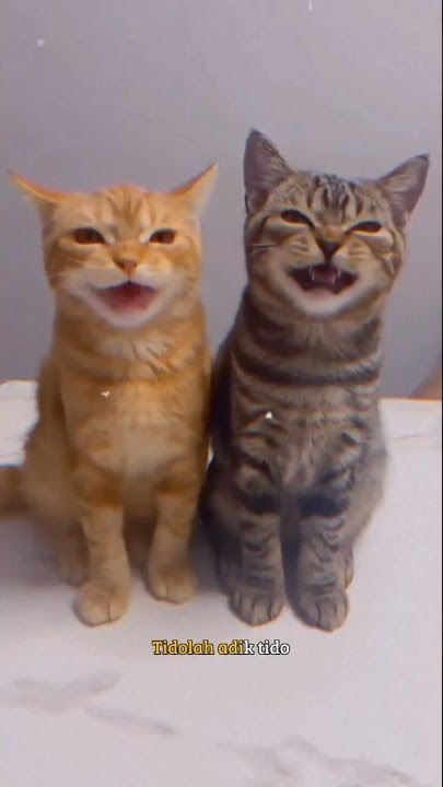 Alahai kacang ketot 💕 Viral sounds on tiktok|kucing comel & lucu 😽😽😽🥺