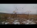 ловля красношапочных вьюрков на паутинку 2018