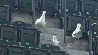 Seagulls stick around for extra innings June 5 2103 screenshot 5
