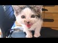【保護猫】シャーばかりの子猫がなつくまで