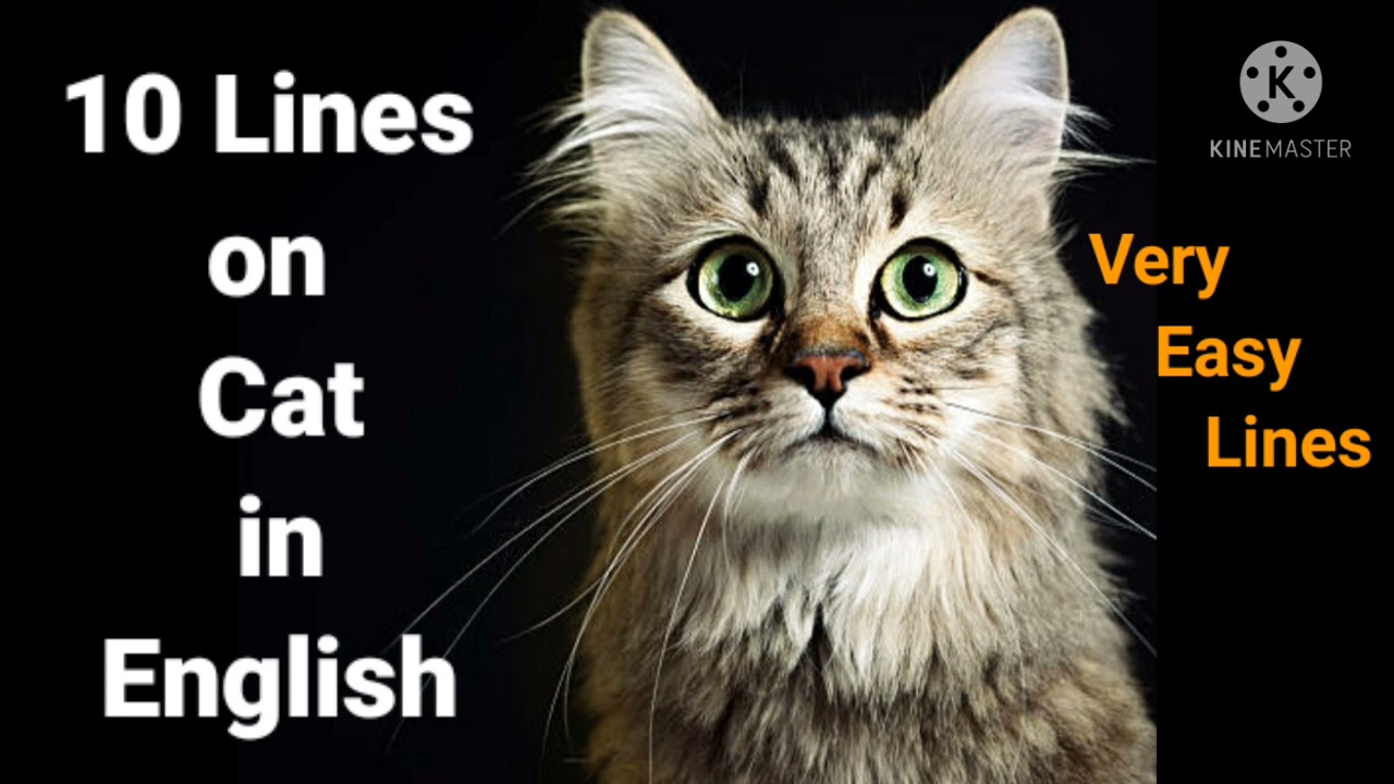 10 Lines on Cat in English//Easy Lines on Cat//Cat