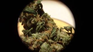 i'm smoking: Skywalker OG