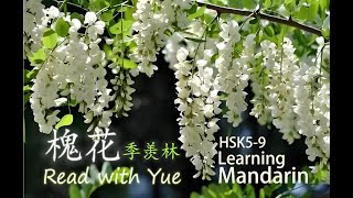 高级汉语丨HSK6丨HSK7丨HSK8丨HSK9丨Mandarin Advanced level丨Reading with Yue丨季羡林 《槐花》