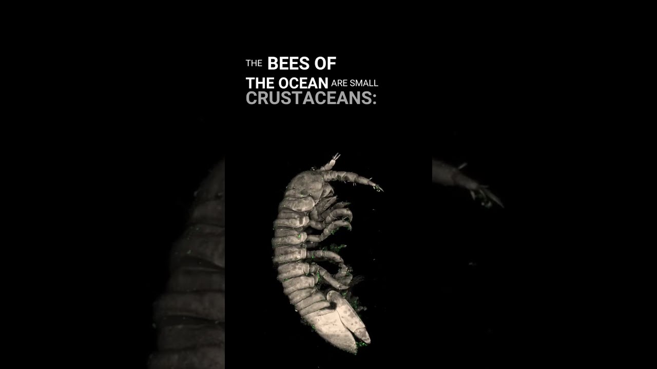 New study is first to identify a pollinator for algae 