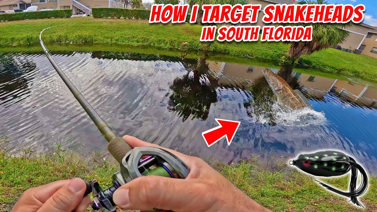 South Florida Snakehead & Bass Fishing