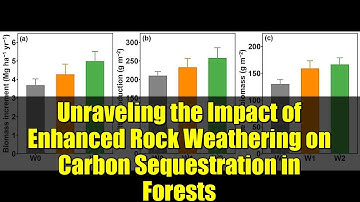 Unraveling the Impact of Enhanced Rock Weathering on Carbon Sequestration in Forests