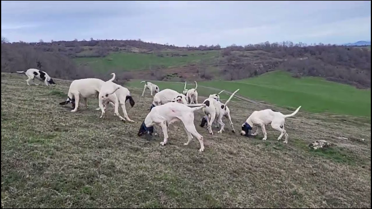 Gascon Saintongeois: ferme et tir d'un sanglier 124kg plus Best of de la saison