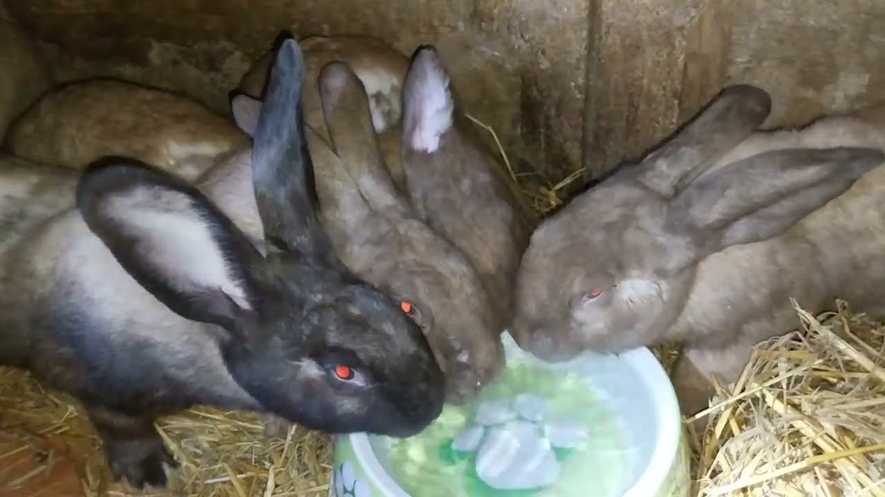 ARIEL SI IEPURII : RENUNTA LA IEPURI  Partea a 2-a OFETA DE ACHIZITII