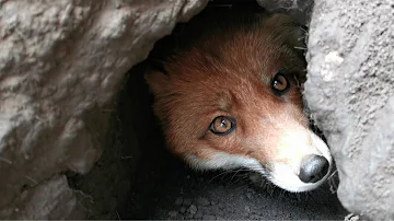 Лисья нора изнутри 👀 Foxie is Inside the Fox Den