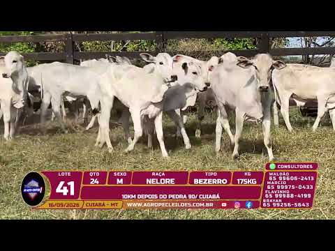 Lote 41