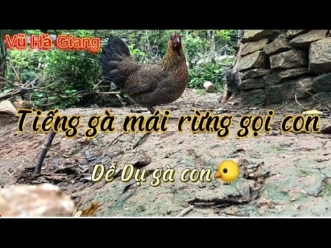 Video Tiếng gà mái rừng gọi con (fx) ./vũ Hà Giang - youtube