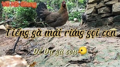 Tiếng gà mái rừng gọi con (fx) ./vũ Hà Giang