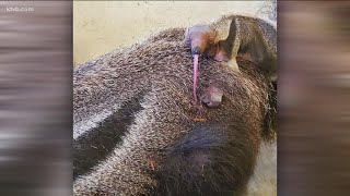Good news: Centennial students hold 'study buddy' sessions, baby anteater born at Zoo Boise