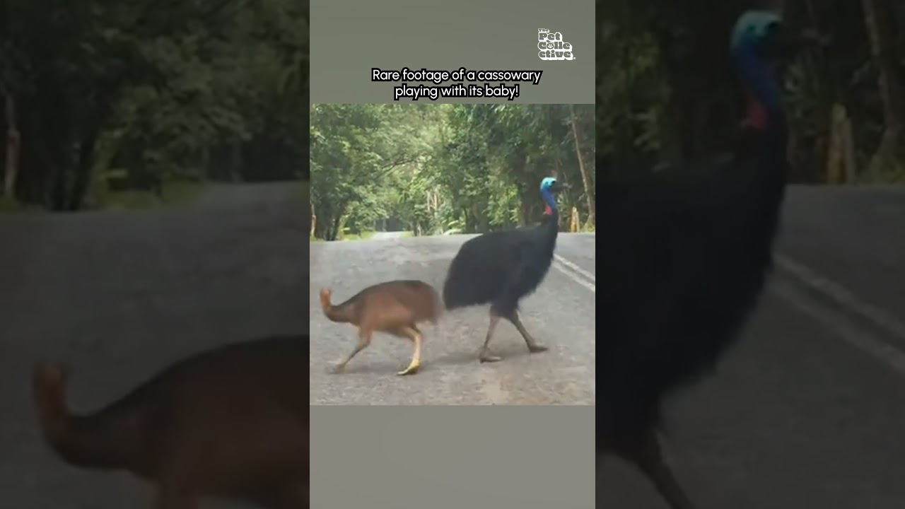 Adorable Cassowary and It's Baby Play On Road