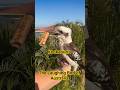 Kookaburra 🐦 | The Laughing Bird of Australia