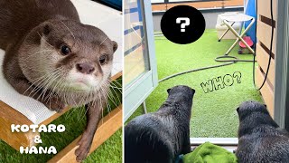 敵襲来！？カワウソの前に現れた怪しい訪問者にザワつく　A Suspicious-Looking Figure Visits The Otters