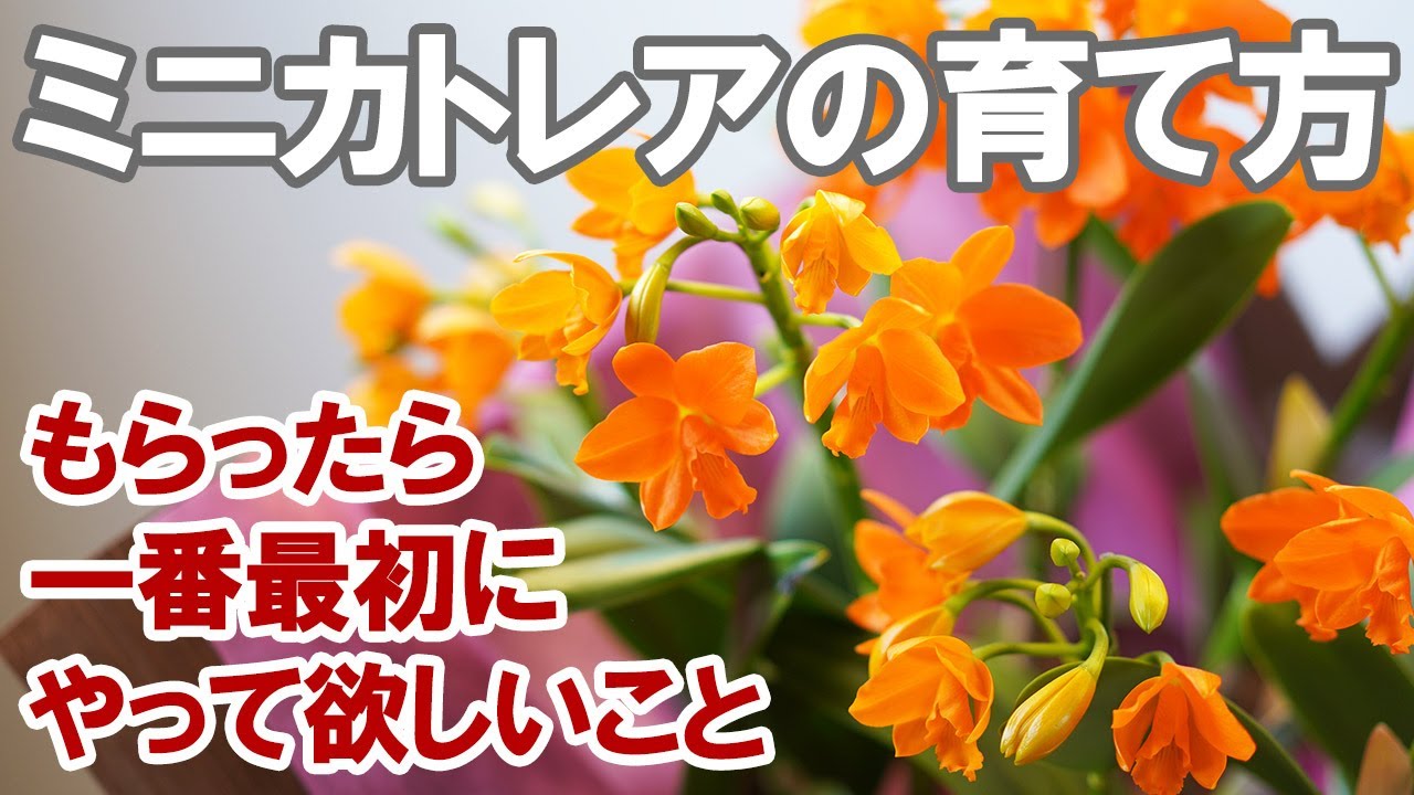 ミニカトレアの育て方 水やりの基本 置き場所 室温設定 植え替えのタイミング 花後の管理 Youtube