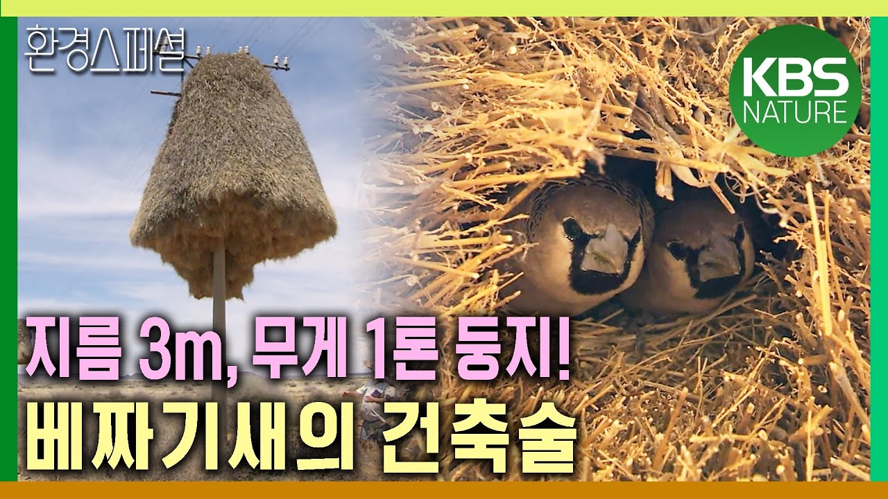 지름 3m, 무게 1톤 둥지를 짓는 베짜기새의 건축술[공사창립특집 동물의 건축술_4편 1년의 여정] / KBS 20100407 방송