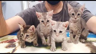 A story about four little kittens, whose names are Bonya, Yuki, Nezh and Kiri.