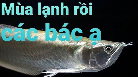 Cách nuôi cá rồng - Phần 8: Chăm sóc cá Rồng vào mùa đông